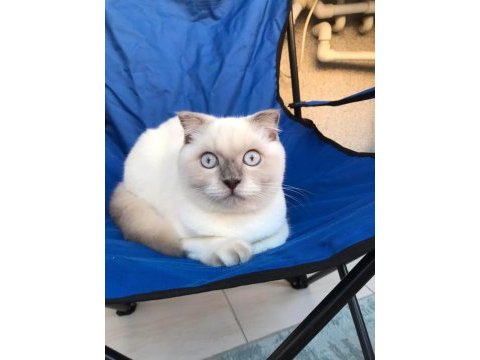 Çok uysal blue point british shorthair