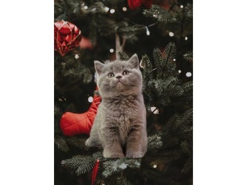 British shorthair yavrularımız