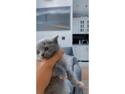 Minik british shorthair