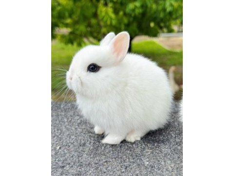 Hollanda cüce (cüce tavşan) - hotot (sürmeli)