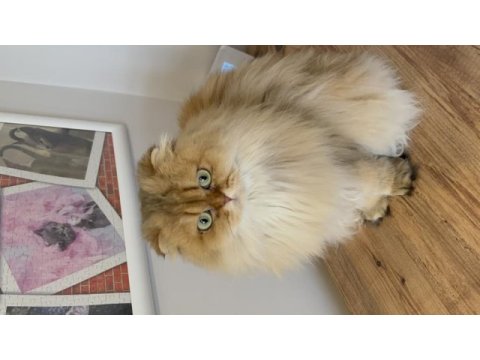 Veteriner hekimden scottish fold