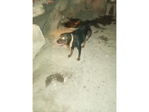 Ücretsiz rottweiler sahiplendirme