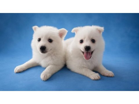 Beyaz pomeranian spıtz (tilki surat)