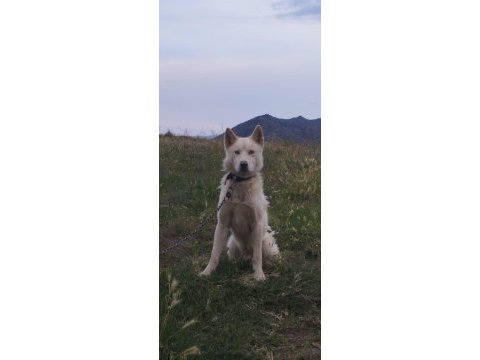 2 tane husky