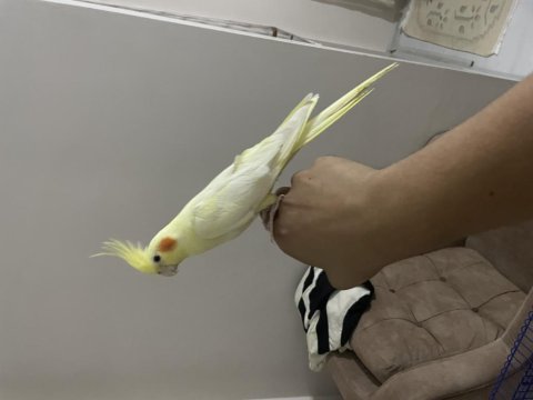 Full evcil sultan papağanları