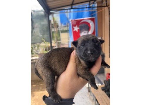 Safkan ırk garantili malinois köpekler