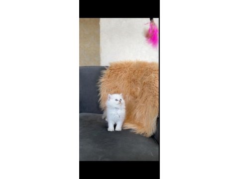 British longhair yavru erkek