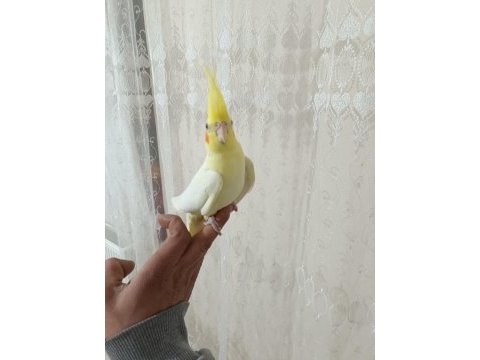 Satılık sultan papağanı erkek