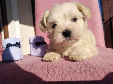 Maltipoo kapıda ödeme ve kredi kartı imkânı mevcuttur