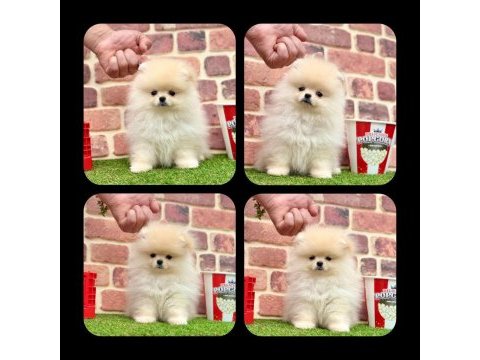 Pomeranian boo 2.5 aylık