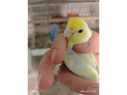 Forpus papağanı yavru kuşumuz