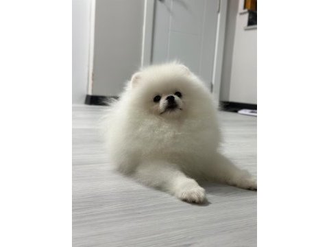 6 aylık erkek pomeranian boo köpeği