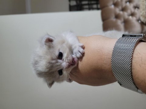 Scottish fold kedimiz 4 adet