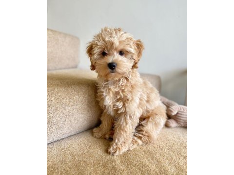 Maltipoo yavrularımız