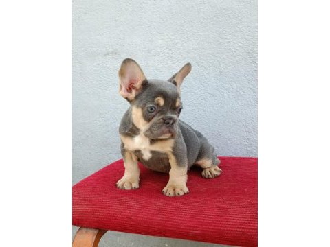Üst düzey exotic french bulldog yavrumuz