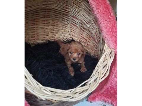 Toy poodle köpeği
