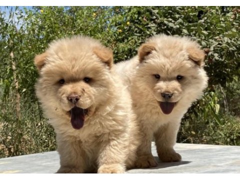 Chow chow çin aslanı