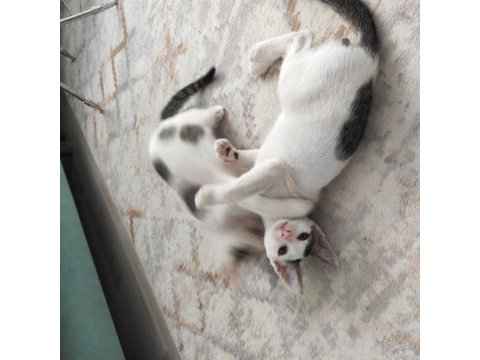 2 aylık kardeş kediler ücretsiz acil