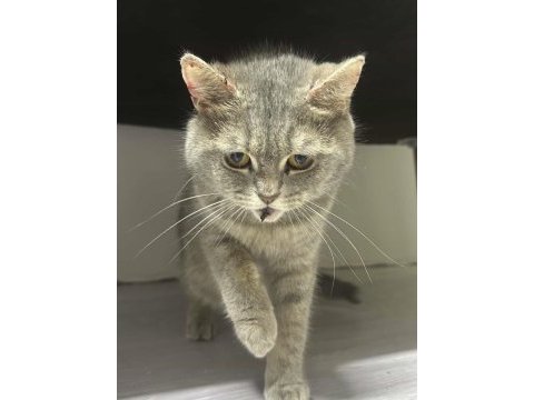 British shorthair ücret talep etmiyorum