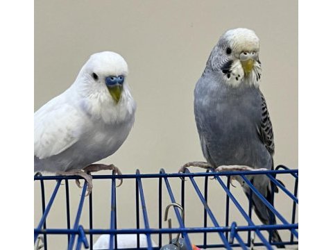 3 tane muhabbet kuşu