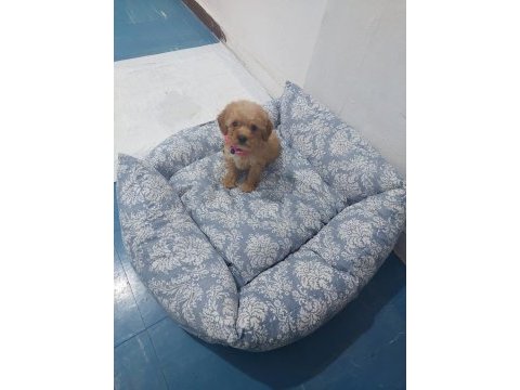 Maltipoo dişi