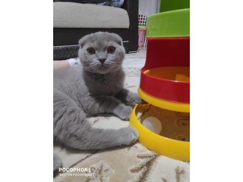 3 aylık eğitimli scottish fold