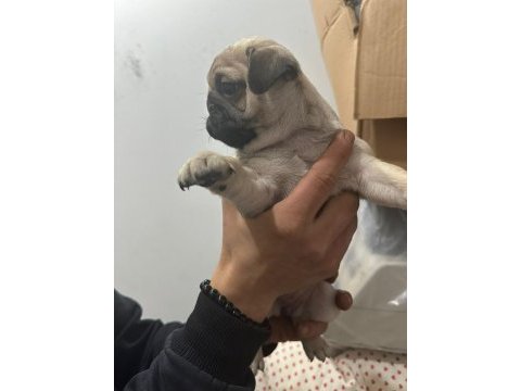Show class pug mops bebekler