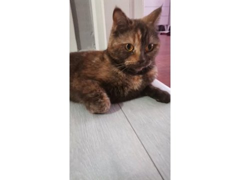 British shorthair çikolata british