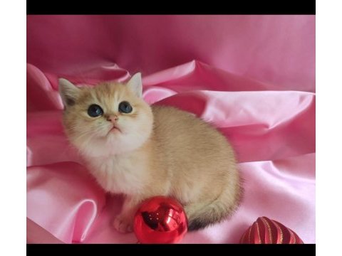 British shorthair yavru 1 aylık