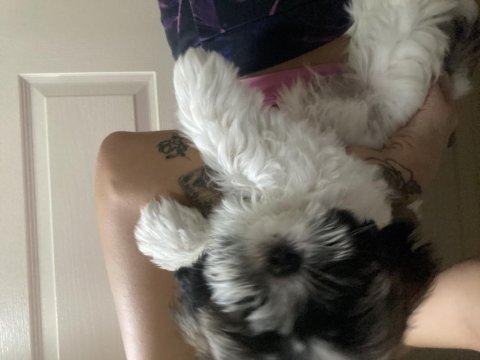 2 aylık shih tzu yarı fiyatına