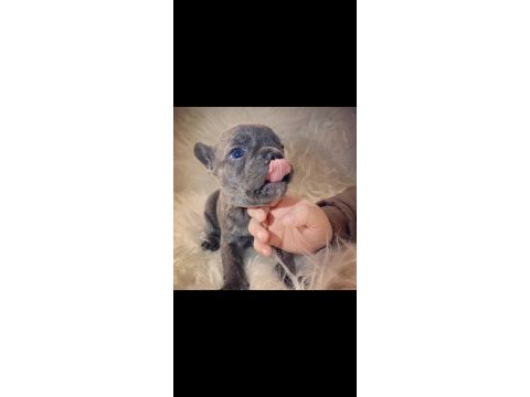 Irk standartlarında blue mavi gözlü french bulldog yavrular
