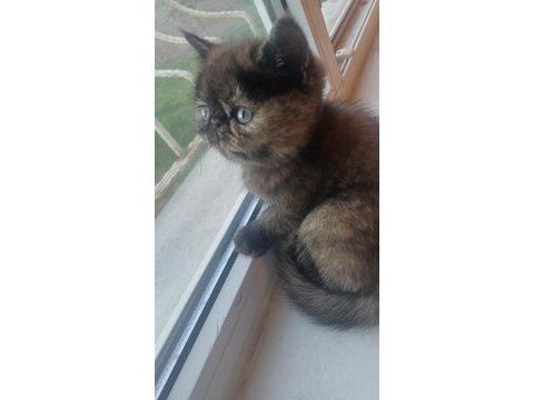 Egzotik shorthair bebek kediler yeni yuvalarını arıyorlar