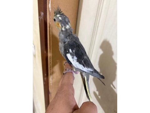 44 günlük konuşturmalık sultan papağanı bebek