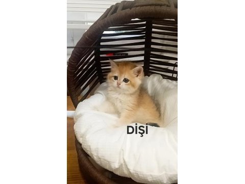 British shorthair mükemmelliği