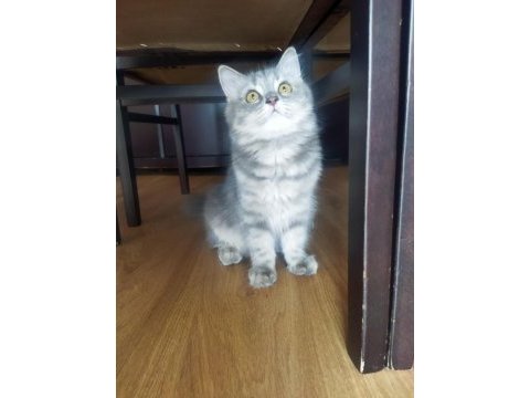 5 aylık british longhair