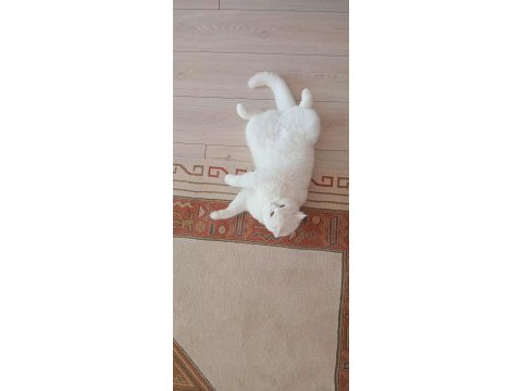 Kedimiz köpük için aile arıyoruz