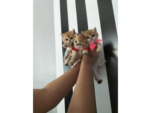 Safkan british shorthair golden ny12 yavrular