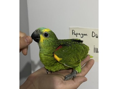 El besleme amazon full evcil üst vasıf