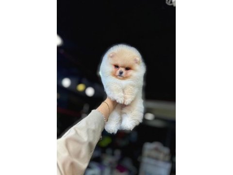 Tea cup pomeranian boo yavrularımız