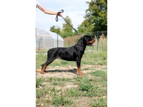 Türkiye şampiyonu rottweiler