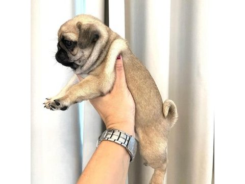 Dünya tatlısı pug yavruları