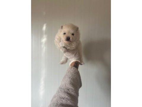 Erkek ve dişi pomeranian yavrular