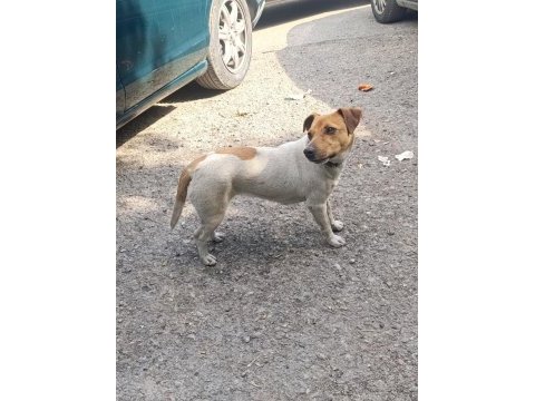 Orjinal saf kan jack russell