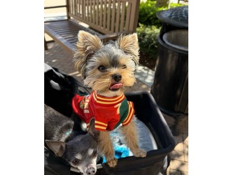 Micro kore yorkshire terrier
