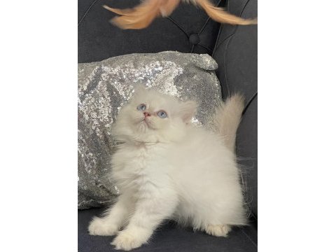 Safkan british longhair erkek