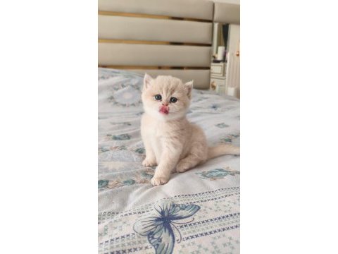 Özel renk chocolate golden british shorthair dişi