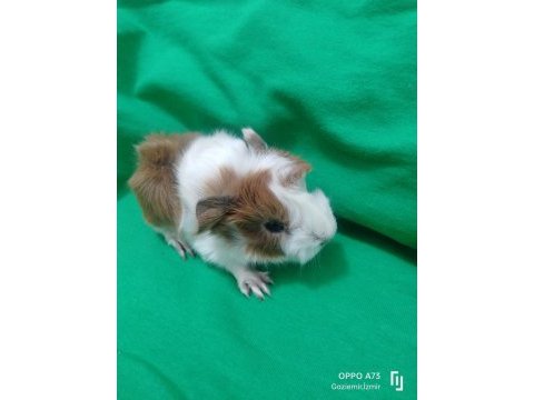 Peruvan stlie özel ırk ginepig
