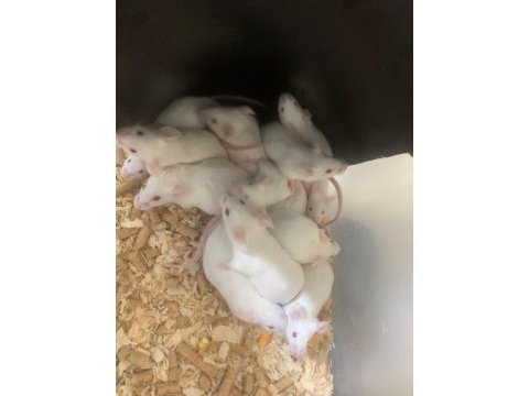 Albino fare