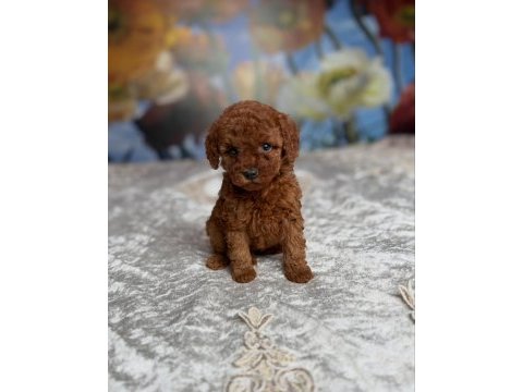 Koyu renk toy poodle yavruları 