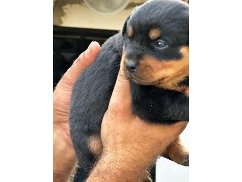 Orijinal rottweiler yavrular